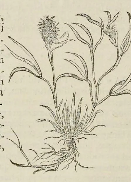 An illustration from Nova Stirpivm adversaria : perfacilis vestigatio, lvcvlentaquv accessio ad priscorum, praesertim Dioscoridis, & recentiorum, materiam medicam, 1576, leaf 395