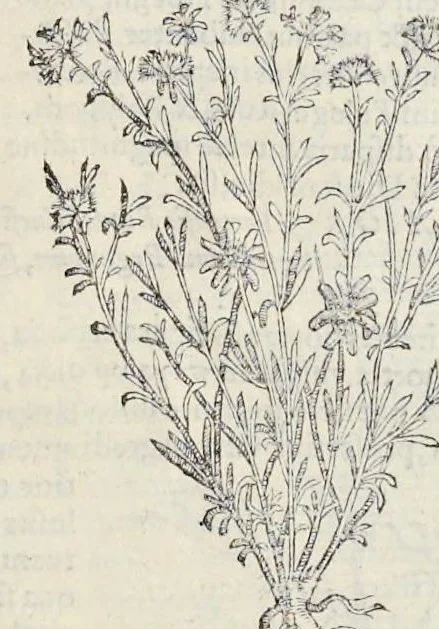 An illustration from Nova Stirpivm adversaria : perfacilis vestigatio, lvcvlentaquv accessio ad priscorum, praesertim Dioscoridis, & recentiorum, materiam medicam, 1576, leaf 400