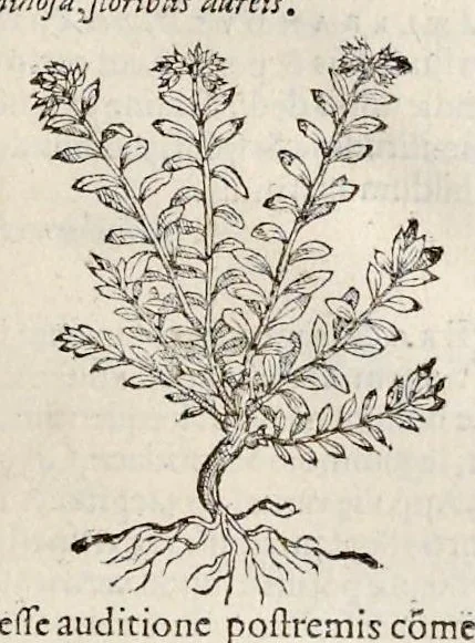 An illustration from Nova Stirpivm adversaria : perfacilis vestigatio, lvcvlentaquv accessio ad priscorum, praesertim Dioscoridis, & recentiorum, materiam medicam, 1576, leaf 416