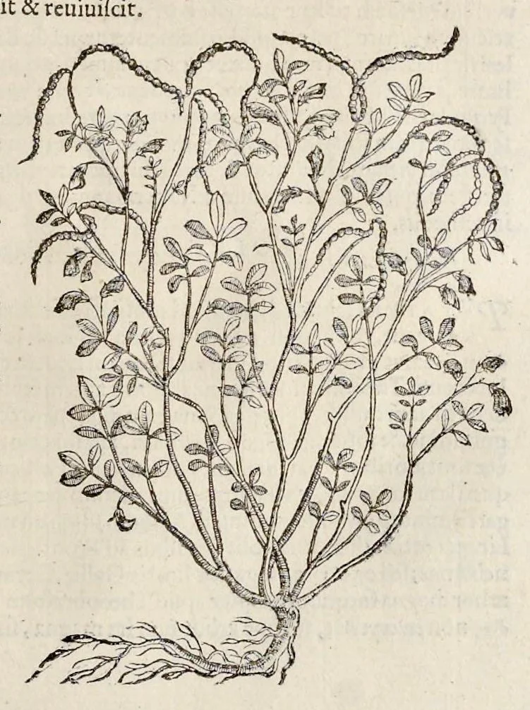 An illustration from Nova Stirpivm adversaria : perfacilis vestigatio, lvcvlentaquv accessio ad priscorum, praesertim Dioscoridis, & recentiorum, materiam medicam, 1576, leaf 416