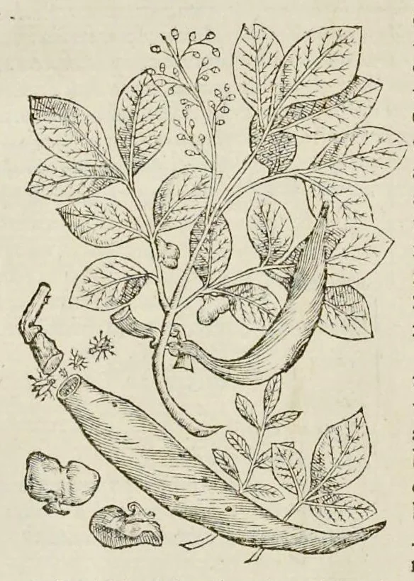 An illustration from Nova Stirpivm adversaria : perfacilis vestigatio, lvcvlentaquv accessio ad priscorum, praesertim Dioscoridis, & recentiorum, materiam medicam, 1576, leaf 423