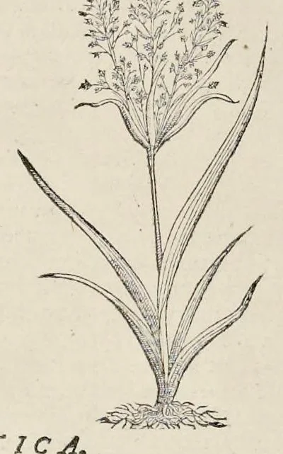 An illustration from Nova Stirpivm adversaria : perfacilis vestigatio, lvcvlentaquv accessio ad priscorum, praesertim Dioscoridis, & recentiorum, materiam medicam, 1576, leaf 47