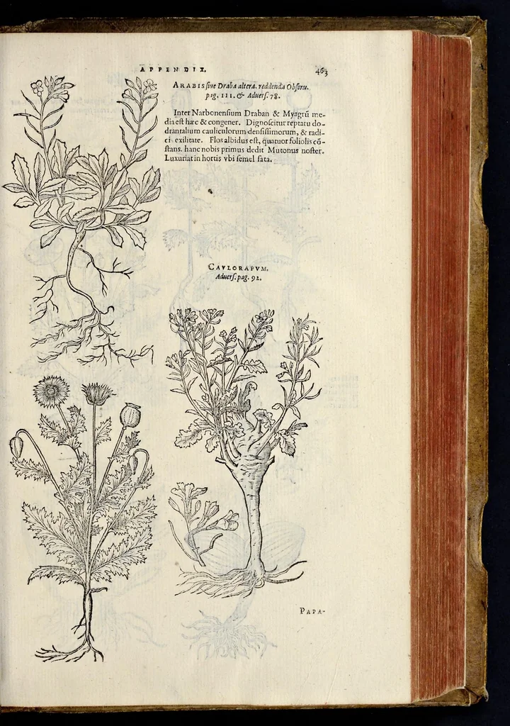 An illustration from Nova Stirpivm adversaria : perfacilis vestigatio, lvcvlentaquv accessio ad priscorum, praesertim Dioscoridis, & recentiorum, materiam medicam, 1576, leaf 474