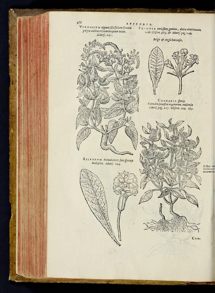 An illustration from Nova Stirpivm adversaria : perfacilis vestigatio, lvcvlentaquv accessio ad priscorum, praesertim Dioscoridis, & recentiorum, materiam medicam, 1576, leaf 477