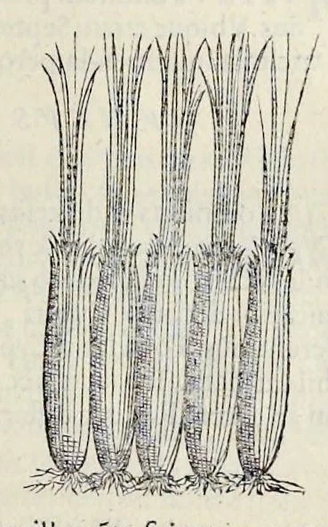 An illustration from Nova Stirpivm adversaria : perfacilis vestigatio, lvcvlentaquv accessio ad priscorum, praesertim Dioscoridis, & recentiorum, materiam medicam, 1576, leaf 52