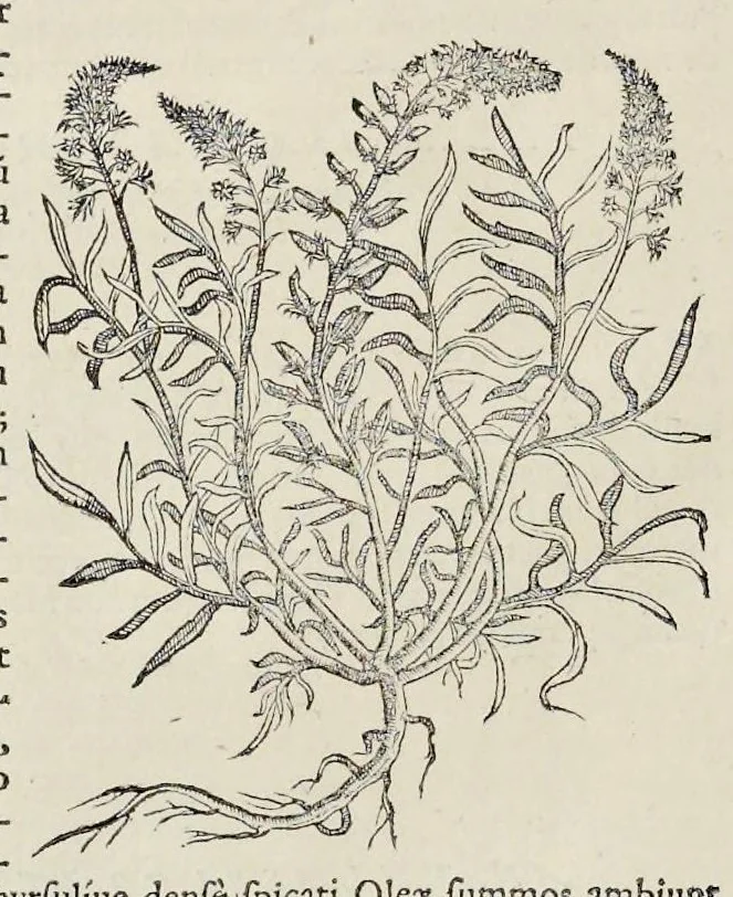 An illustration from Nova Stirpivm adversaria : perfacilis vestigatio, lvcvlentaquv accessio ad priscorum, praesertim Dioscoridis, & recentiorum, materiam medicam, 1576, leaf 85