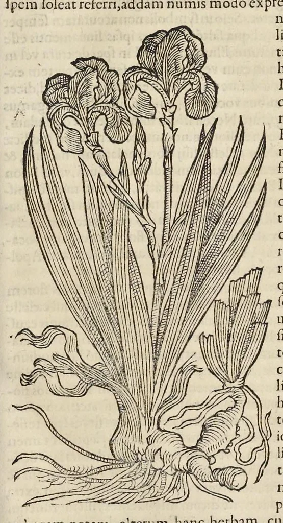 An illustration from Opera Ioan. Goropii Becani : hactenus in lucem non edita : nempe, Hermathena, Hieroglyphica, Vertvmnvs, Gallica, Francica, Hispanica, 1580, leaf 964