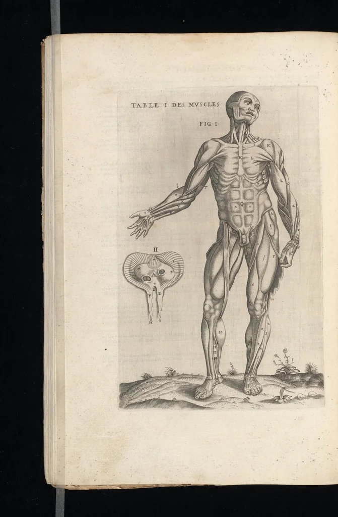 An illustration from Tables anatomiqves, avec les povrtraicts et declaration d'iceulx : ensemble vn denombrement de cinq cens maladies diuerses ..., 1586, leaf 101