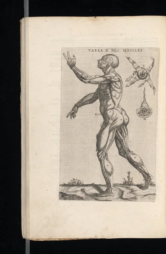 An illustration from Tables anatomiqves, avec les povrtraicts et declaration d'iceulx : ensemble vn denombrement de cinq cens maladies diuerses ..., 1586, leaf 103