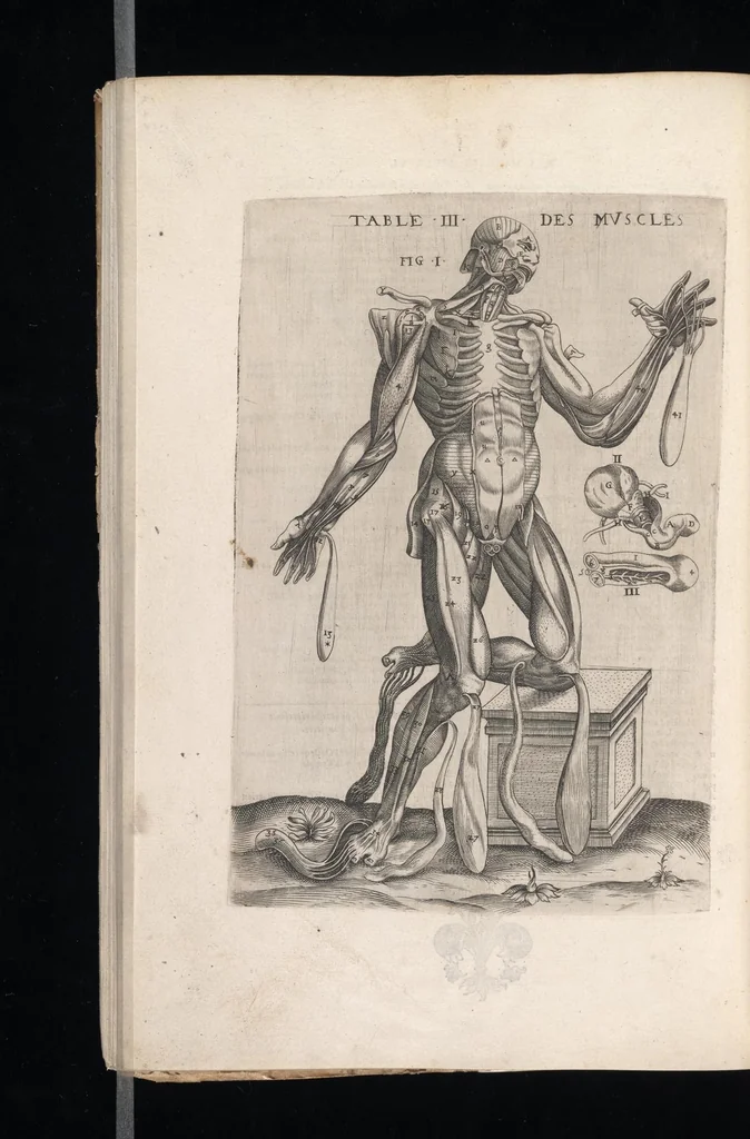 An illustration from Tables anatomiqves, avec les povrtraicts et declaration d'iceulx : ensemble vn denombrement de cinq cens maladies diuerses ..., 1586, leaf 105