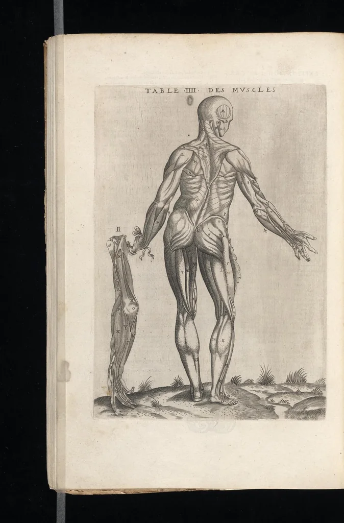 An illustration from Tables anatomiqves, avec les povrtraicts et declaration d'iceulx : ensemble vn denombrement de cinq cens maladies diuerses ..., 1586, leaf 107