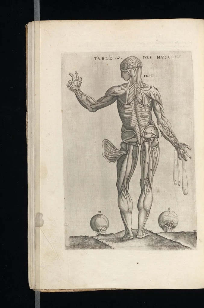 An illustration from Tables anatomiqves, avec les povrtraicts et declaration d'iceulx : ensemble vn denombrement de cinq cens maladies diuerses ..., 1586, leaf 109