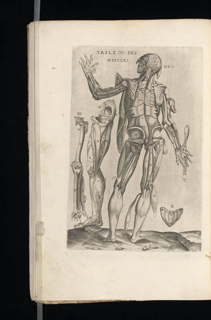 An illustration from Tables anatomiqves, avec les povrtraicts et declaration d'iceulx : ensemble vn denombrement de cinq cens maladies diuerses ..., 1586, leaf 111