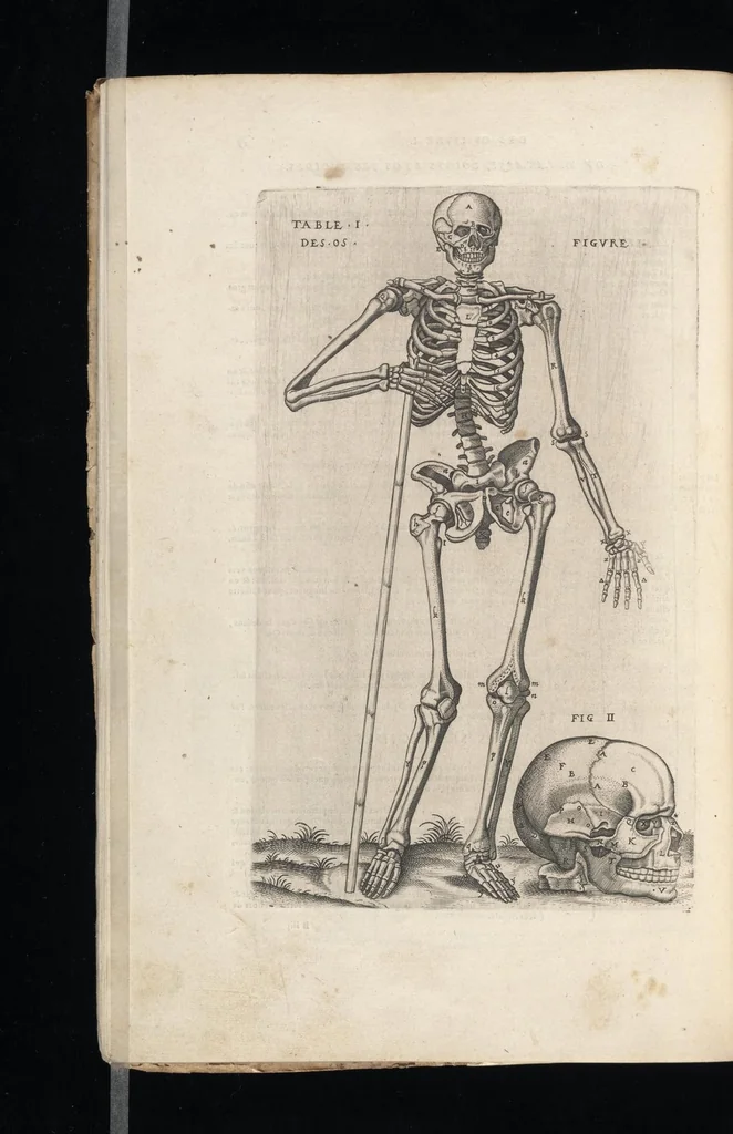 An illustration from Tables anatomiqves, avec les povrtraicts et declaration d'iceulx : ensemble vn denombrement de cinq cens maladies diuerses ..., 1586, leaf 35