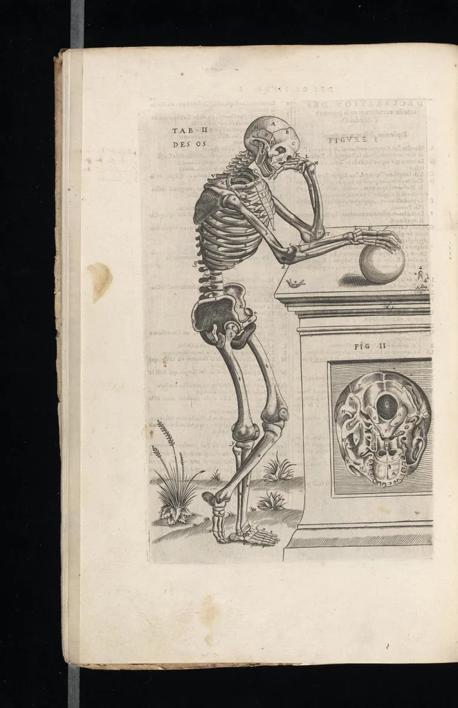 An illustration from Tables anatomiqves, avec les povrtraicts et declaration d'iceulx : ensemble vn denombrement de cinq cens maladies diuerses ..., 1586, leaf 37
