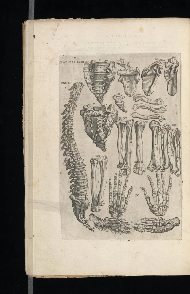 An illustration from Tables anatomiqves, avec les povrtraicts et declaration d'iceulx : ensemble vn denombrement de cinq cens maladies diuerses ..., 1586, leaf 39