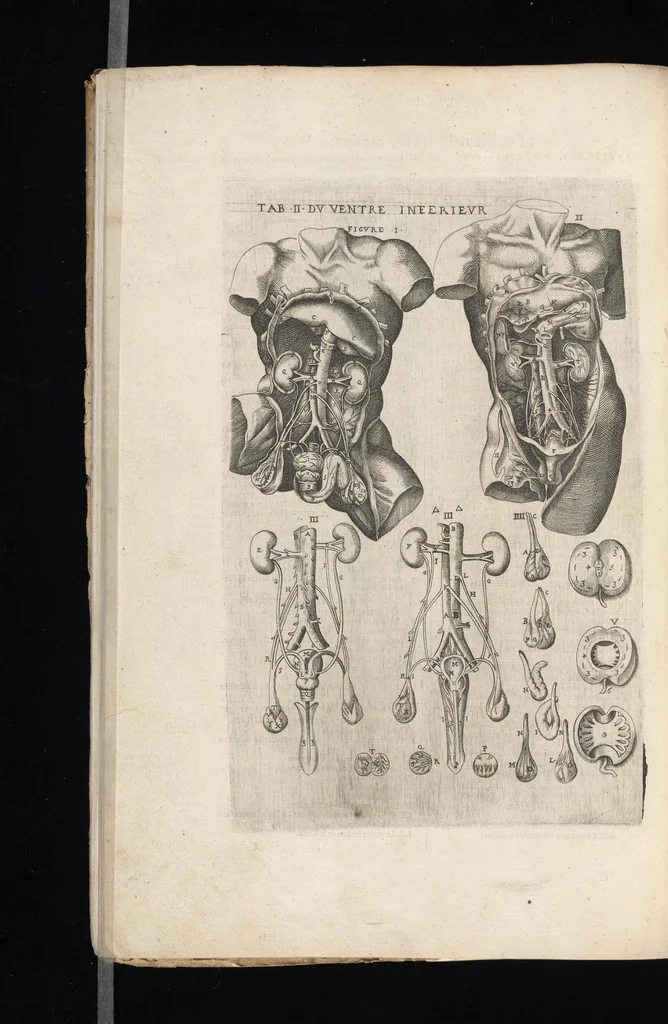 An illustration from Tables anatomiqves, avec les povrtraicts et declaration d'iceulx : ensemble vn denombrement de cinq cens maladies diuerses ..., 1586, leaf 51