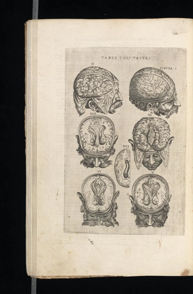An illustration from Tables anatomiqves, avec les povrtraicts et declaration d'iceulx : ensemble vn denombrement de cinq cens maladies diuerses ..., 1586, leaf 75