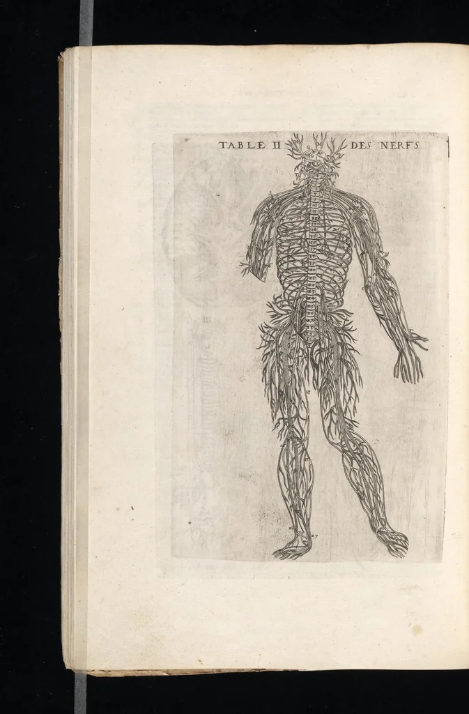 An illustration from Tables anatomiqves, avec les povrtraicts et declaration d'iceulx : ensemble vn denombrement de cinq cens maladies diuerses ..., 1586, leaf 89