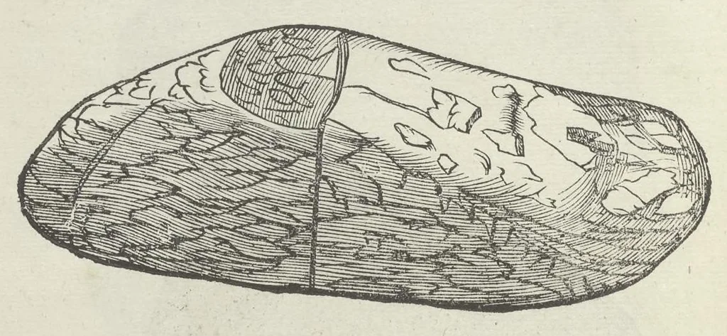 An illustration from Vlyssis Aldrouandi patricii Bononiensis Musaeum metallicum in libros IIII distributum, 1648, leaf 103