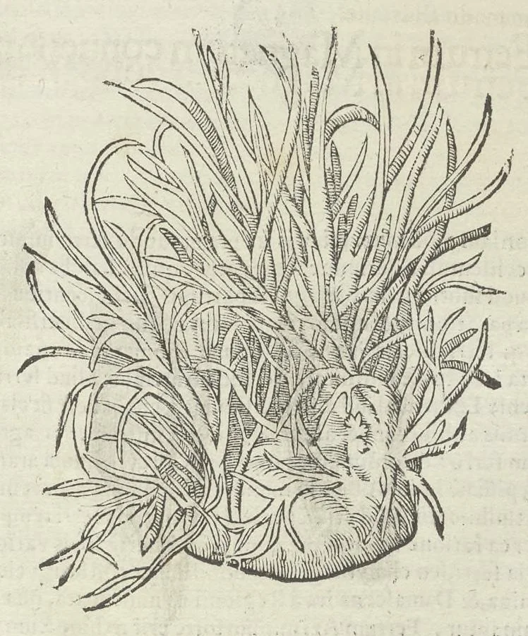 An illustration from Vlyssis Aldrouandi patricii Bononiensis Musaeum metallicum in libros IIII distributum, 1648, leaf 152
