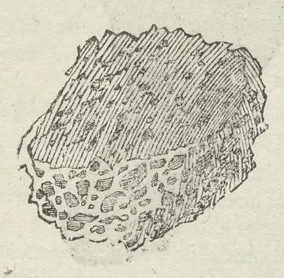 An illustration from Vlyssis Aldrouandi patricii Bononiensis Musaeum metallicum in libros IIII distributum, 1648, leaf 184
