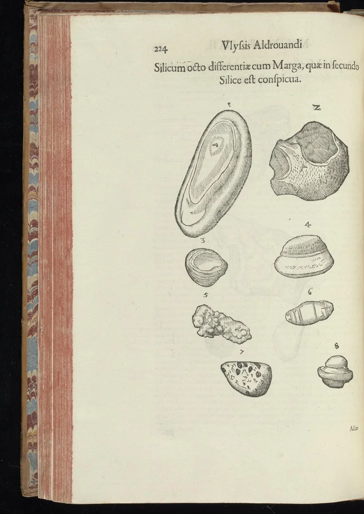 An illustration from Vlyssis Aldrouandi patricii Bononiensis Musaeum metallicum in libros IIII distributum, 1648, leaf 241