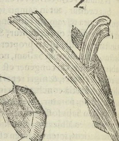 An illustration from Vlyssis Aldrouandi patricii Bononiensis Musaeum metallicum in libros IIII distributum, 1648, leaf 319