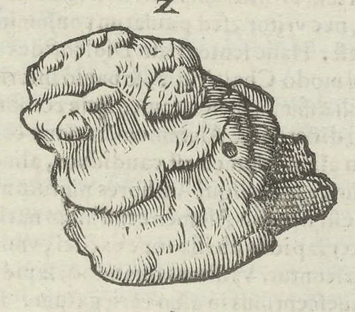 An illustration from Vlyssis Aldrouandi patricii Bononiensis Musaeum metallicum in libros IIII distributum, 1648, leaf 348