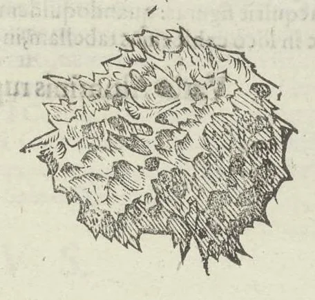 An illustration from Vlyssis Aldrouandi patricii Bononiensis Musaeum metallicum in libros IIII distributum, 1648, leaf 348