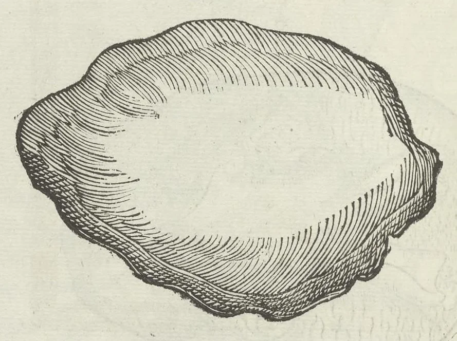 An illustration from Vlyssis Aldrouandi patricii Bononiensis Musaeum metallicum in libros IIII distributum, 1648, leaf 469