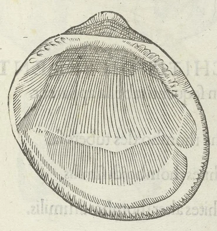 An illustration from Vlyssis Aldrouandi patricii Bononiensis Musaeum metallicum in libros IIII distributum, 1648, leaf 484
