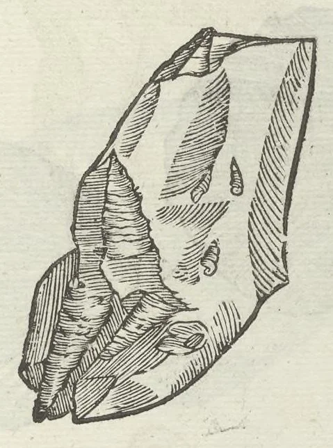 An illustration from Vlyssis Aldrouandi patricii Bononiensis Musaeum metallicum in libros IIII distributum, 1648, leaf 490