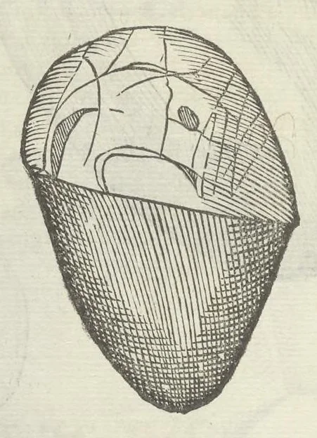 An illustration from Vlyssis Aldrouandi patricii Bononiensis Musaeum metallicum in libros IIII distributum, 1648, leaf 513