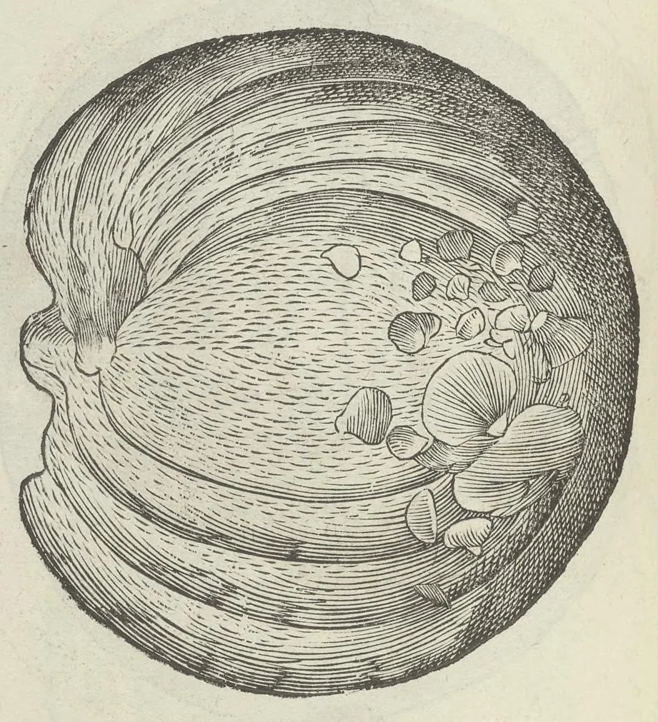An illustration from Vlyssis Aldrouandi patricii Bononiensis Musaeum metallicum in libros IIII distributum, 1648, leaf 523