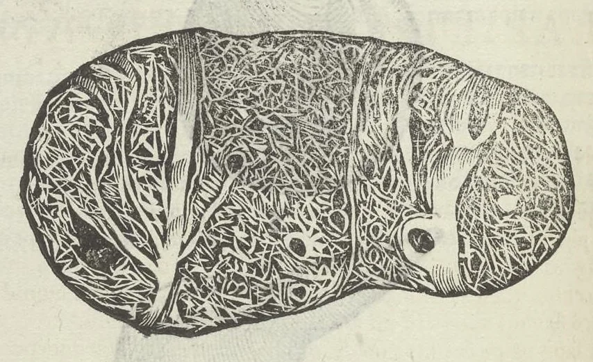 An illustration from Vlyssis Aldrouandi patricii Bononiensis Musaeum metallicum in libros IIII distributum, 1648, leaf 537