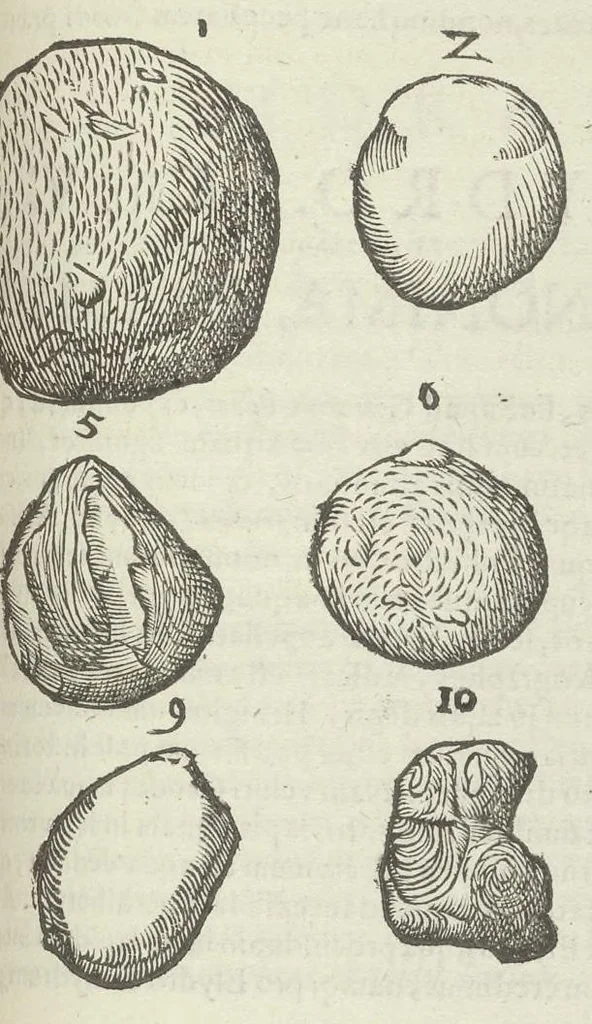 An illustration from Vlyssis Aldrouandi patricii Bononiensis Musaeum metallicum in libros IIII distributum, 1648, leaf 608
