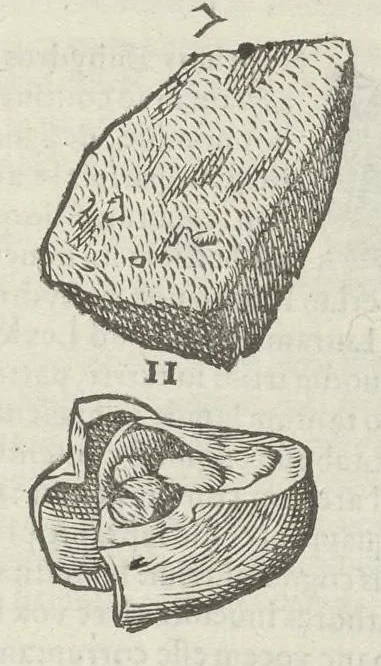 An illustration from Vlyssis Aldrouandi patricii Bononiensis Musaeum metallicum in libros IIII distributum, 1648, leaf 608
