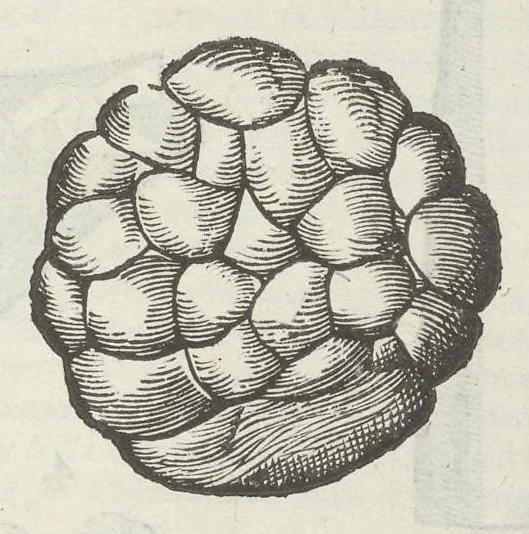 An illustration from Vlyssis Aldrouandi patricii Bononiensis Musaeum metallicum in libros IIII distributum, 1648, leaf 666