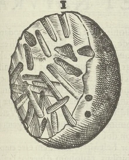 An illustration from Vlyssis Aldrouandi patricii Bononiensis Musaeum metallicum in libros IIII distributum, 1648, leaf 696