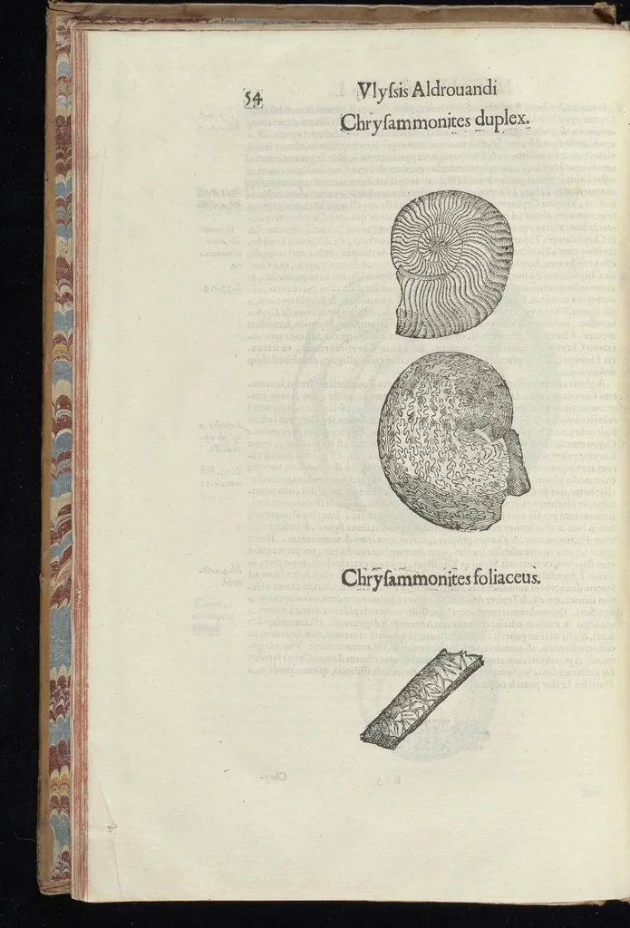 An illustration from Vlyssis Aldrouandi patricii Bononiensis Musaeum metallicum in libros IIII distributum, 1648, leaf 71