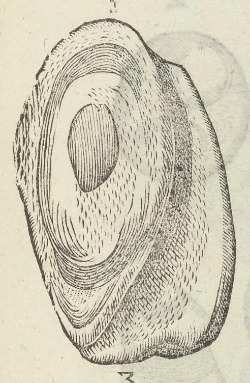 An illustration from Vlyssis Aldrouandi patricii Bononiensis Musaeum metallicum in libros IIII distributum, 1648, leaf 752