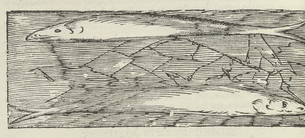 An illustration from Vlyssis Aldrouandi patricii Bononiensis Musaeum metallicum in libros IIII distributum, 1648, leaf 781