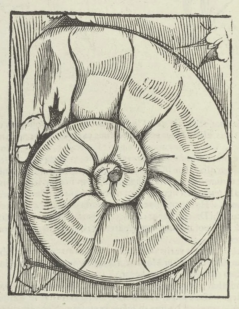 An illustration from Vlyssis Aldrouandi patricii Bononiensis Musaeum metallicum in libros IIII distributum, 1648, leaf 781