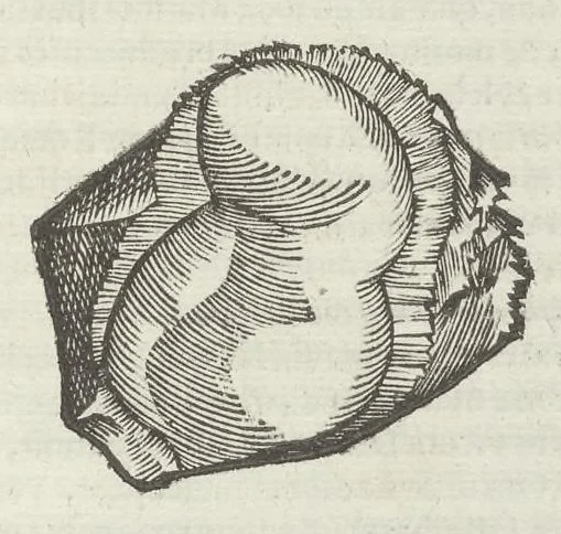 An illustration from Vlyssis Aldrouandi patricii Bononiensis Musaeum metallicum in libros IIII distributum, 1648, leaf 786