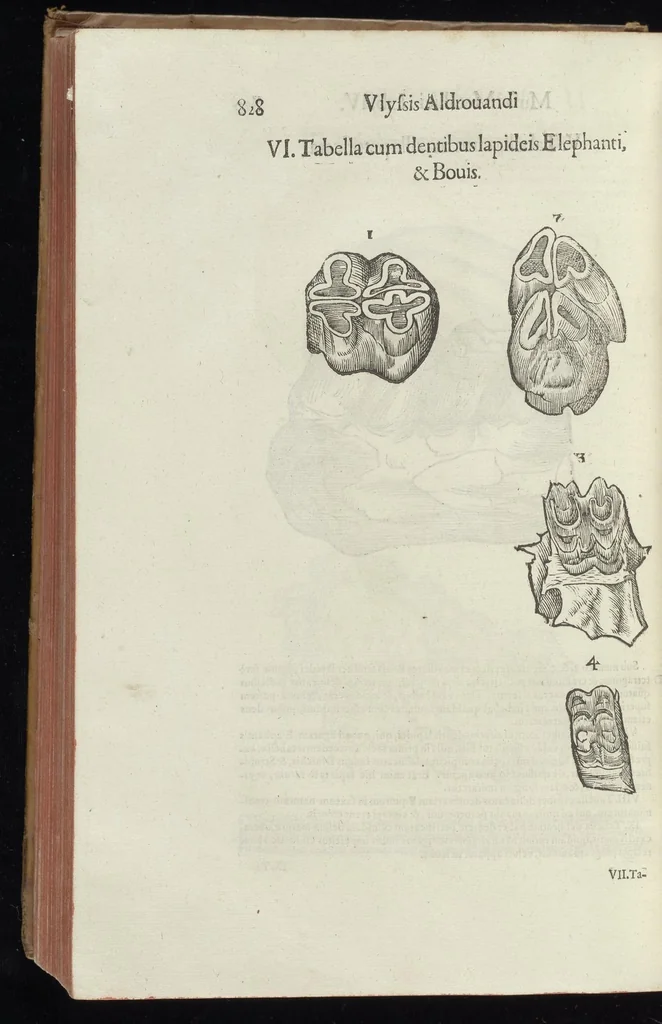 An illustration from Vlyssis Aldrouandi patricii Bononiensis Musaeum metallicum in libros IIII distributum, 1648, leaf 845