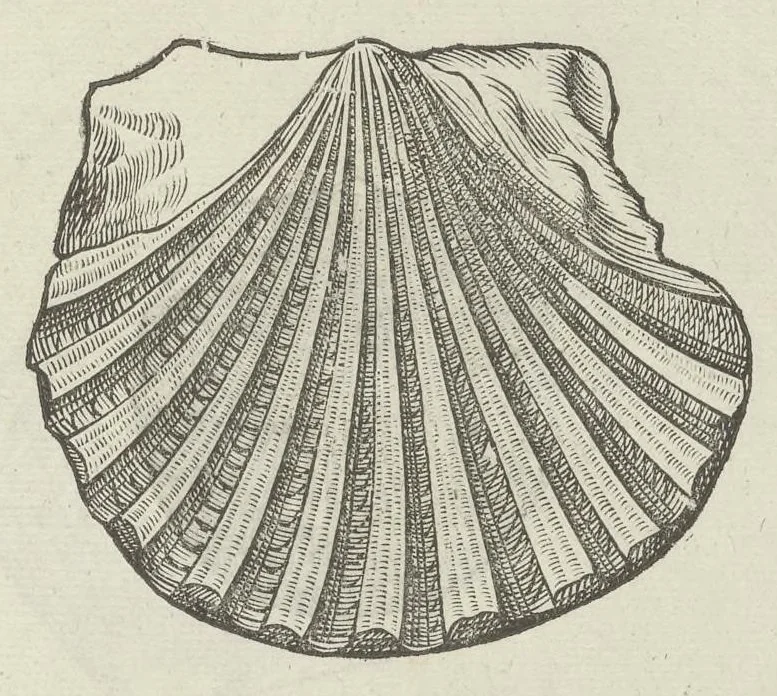 An illustration from Vlyssis Aldrouandi patricii Bononiensis Musaeum metallicum in libros IIII distributum, 1648, leaf 850