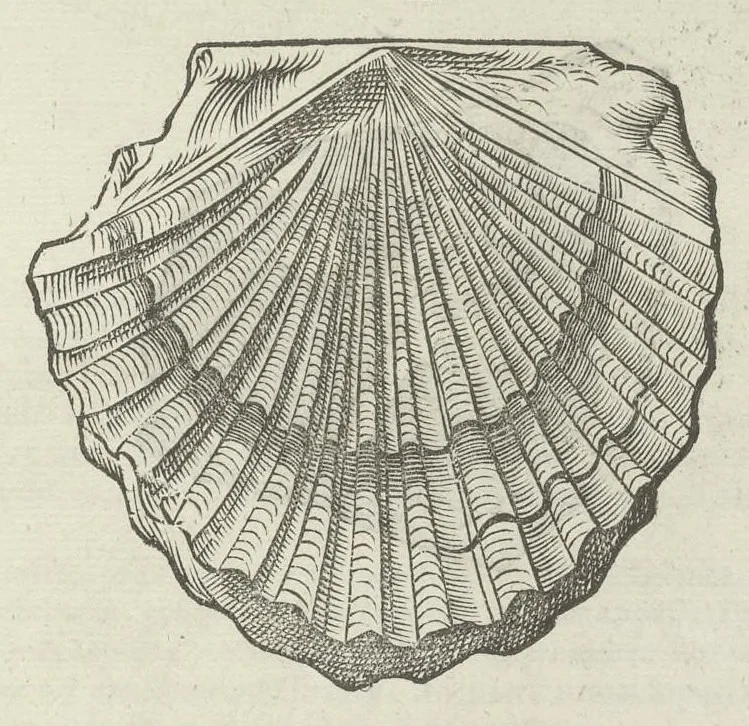 An illustration from Vlyssis Aldrouandi patricii Bononiensis Musaeum metallicum in libros IIII distributum, 1648, leaf 850