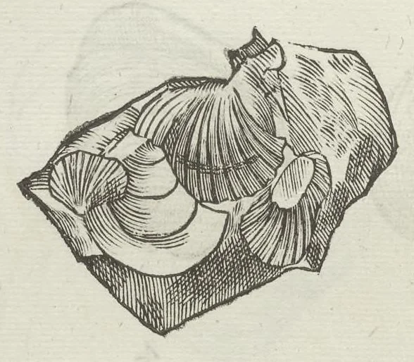 An illustration from Vlyssis Aldrouandi patricii Bononiensis Musaeum metallicum in libros IIII distributum, 1648, leaf 855