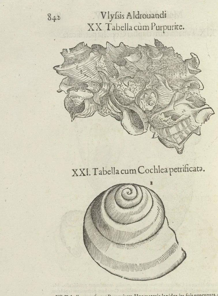 An illustration from Vlyssis Aldrouandi patricii Bononiensis Musaeum metallicum in libros IIII distributum, 1648, leaf 859